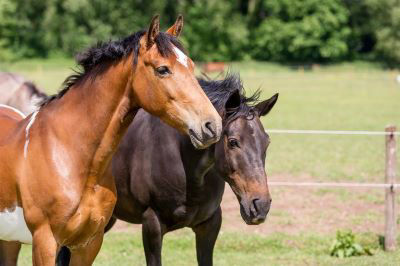 Bay horses in field